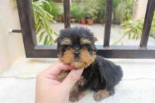 Puppies for sale yorkshire terrier - Denmark, Aarhus