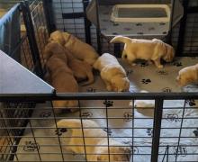 Puppies for sale golden retriever - Canada, Nova Scotia, Halifax