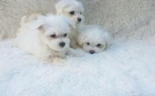 Puppies for sale maltese - United Kingdom, Middlesbrough