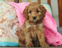 Puppies for sale , cockapoo - Ireland, Cork
