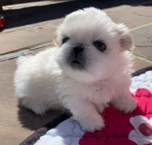 Puppies for sale pekinese - Ireland, Cork
