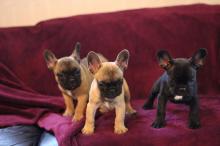 Puppies for sale french bulldog - Denmark, Odense. Price 250 €