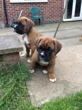 Puppies for sale boxer - Ireland, Cork