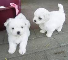 Puppies for sale maltese - Ireland, Dublin