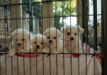 Puppies for sale maltese - Ireland, Cork