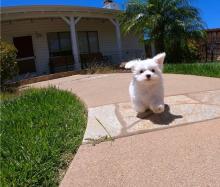 Puppies for sale maltese - Canada, Ontario, Ottawa–Gatineau