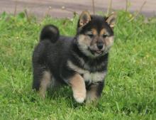 Puppies for sale , shiba inu - Ukraine, Luck