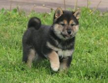 Puppies for sale , shiba inu - Latvia, Kuldiga