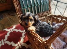 Puppies for sale yorkshire terrier - Malta, Valletta