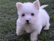Puppies for sale west highland white terrier - Ireland, Cork