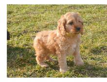 Puppies for sale , cockapoo - Spain, Barcelona