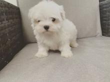 Puppies for sale maltese - Ireland, Cork