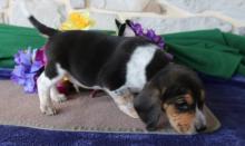 Puppies for sale beagle - Kyrgyzstan, Osh
