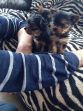 Puppies for sale yorkshire terrier - Netherlands, NEC