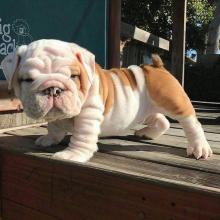 Puppies for sale english bulldog - Azerbaijan, Ganja