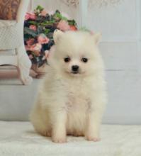 Puppies for sale pomeranian spitz - Armenia, Vanadzor