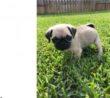 Puppies for sale pug - Ireland, Cork
