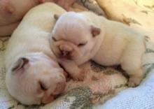 Puppies for sale french bulldog - Slovenia, Ljubljana