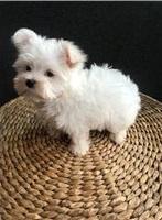 Puppies for sale maltese - Azerbaijan, Lankaran