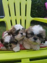 Puppies for sale shih tzu - Latvia, Daugavpils