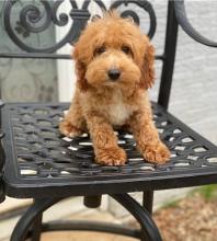Puppies for sale ,  cockapoo - Tajikistan, Khujand