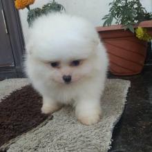 Puppies for sale samoyed dog (samoyed) - United Kingdom, Sheffield