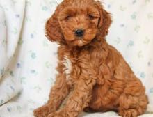 Puppies for sale , cockapoo - Ireland, Cork