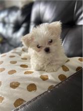 Puppies for sale maltese - Bulgaria, Varna