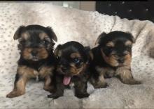 Puppies for sale yorkshire terrier - Slovenia, Dubrovnik