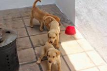 Puppies for sale labrador - Slovakia, Bratislava