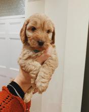 Puppies for sale other breed - Ukraine, Donetsk