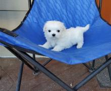 Puppies for sale maltese - Finland, Turks
