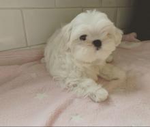 Puppies for sale maltese - Sweden, Lulea