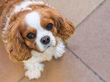 Puppies for sale other breed - Hungary, Pech