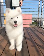 Puppies for sale samoyed dog (samoyed) - Russia, Ivan