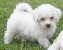 Puppies for sale bichon - Finland, Turks