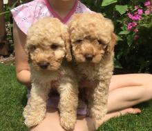 Puppies for sale poodle - Hungary, Pech