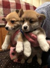 Puppies for sale , welsh corgi pembroke - Ireland, Dublin