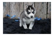 Puppies for sale haski, blue eyes siberian husky puppies - Azerbaijan, Ganja