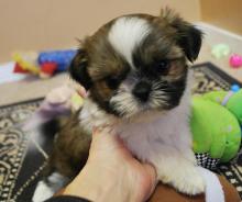 Puppies for sale shih tzu - Bulgaria, Pleven