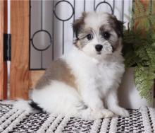 Puppies for sale havanese - Netherlands, NEC