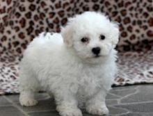 Puppies for sale bichon - Poland, Bialystok