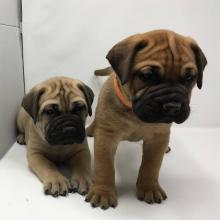 Puppies for sale bullmastiff - Hungary, Budapest