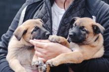 Puppies for sale other breed, belgian malinois - Denmark, Aarhus