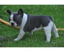 Puppies for sale french bulldog - Slovakia, Bridge