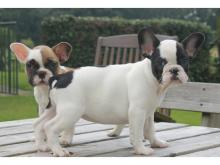 Puppies for sale french bulldog - Estonia, Sillamyae