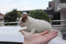 Puppies for sale chihuahua - Luxembourg, Luxembourg
