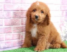 Puppies for sale , cockapoo - Ireland, Cork