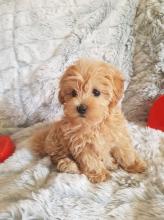 Puppies for sale mixed breed, maltipoo - Bulgaria, Pleven
