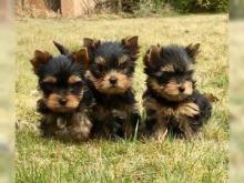 Puppies for sale yorkshire terrier - Estonia, Sillamyae